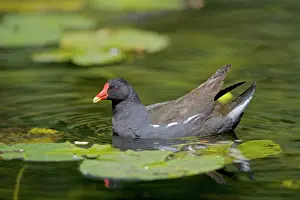 Moorhens: Moorhen - In water
