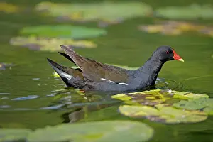 Moorhens: Moorhen - In water