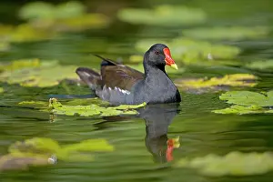 Moorhens: Moorhen - In water