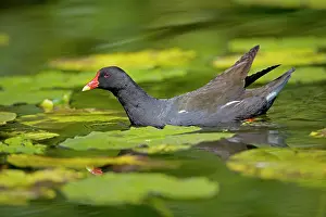 Moorhens: Moorhen - In water