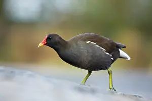 Moorhens: Moorhen - winter