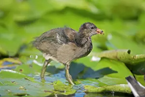 Moorhens: Moorhen - Young
