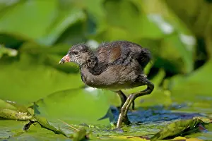Moorhens: Moorhen - Young - Walking on lily pads