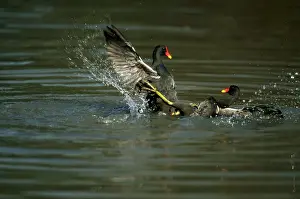 Moorhens: Moorhens - Fighting