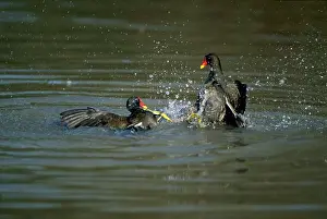 Moorhens: Moorhens - Fighting