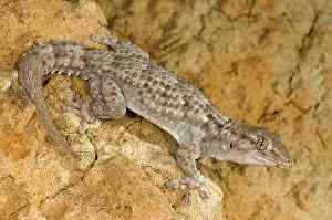 Mauritanica: Moorish Gecko