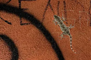 Mauritanica: Moorish Gecko - climbing city wall