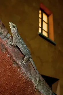 Mauritanica: Moorish Gecko - climbing wall in the city lights