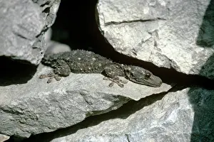 Mauritanica: Moorish Gecko - immature