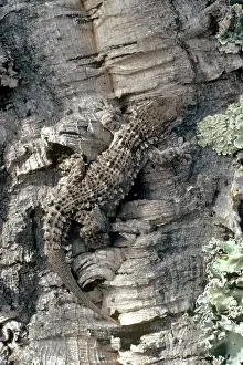 Mauritanica: MOORISH GECKO - ON TREE
