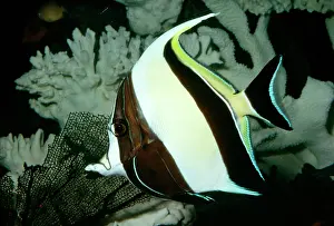 Idol: Moorish Idol