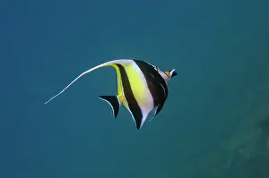 Candidasa: Moorish Idol