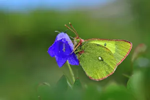 Colias: Moorland Clouded Yellow Palaeno Sulphur Pale Arctic