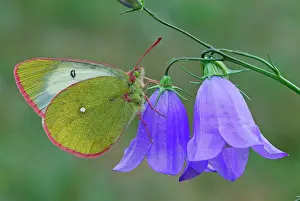 Colias: Moorland Clouded Yellow Palaeno Sulphur Pale Arctic