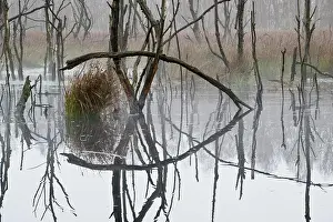 Ecofriendly: Moorland, Emsland, Lower Saxony, Germany, Europe