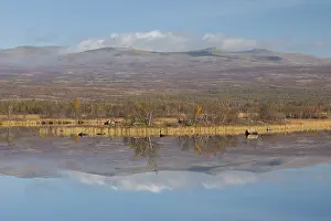 150518: Moorland Fokstumyra in autumn - Dovrefjell, Norway