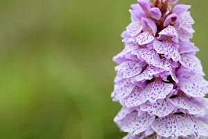 Grow: Moorland / Heath Spotted Orchid