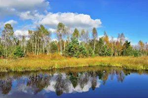 Foothills: Moorland pond with lakeshore bulrushes (Schoenoplactus
