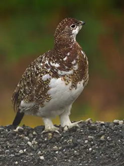 Denali: Moorschneehuhn in herbstlicher Tundra Moorschneehuhn