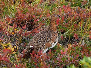 Denali: Moorschneehuhn in herbstlicher Tundra Moorschneehuhn
