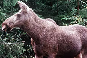 Ake Lindau: MOOSE