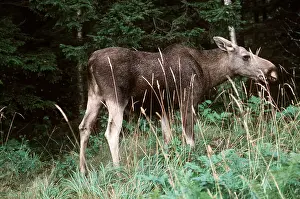 Ake Lindau: MOOSE