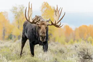 Alces: Moose (Alces alces) aggressive stance during ru