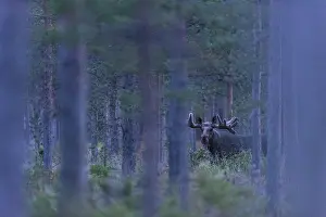 Alces: Moose (Alces alces) in the blue forest, Sweden