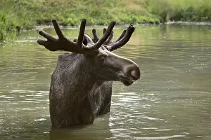 Alces: Moose (Alces alces), bull elk standing in the water