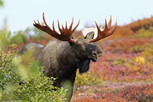 Alces: Moose (Alces alces) bull exhibiting flehmen res