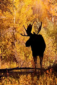 Willows: Moose (Alces alces) bull in golden willows