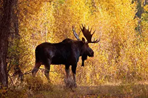 Willows: Moose (Alces alces) bull in golden willows