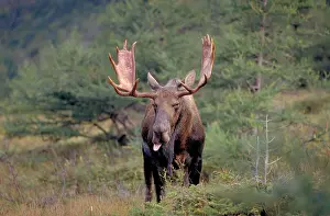 Alces: Moose (Alces alces) bull, Gros Morne national pa
