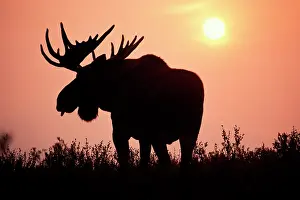 Alces: moose, Alces alces, bull with large antlers