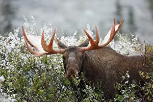 Alces: Moose (Alces alces), bull moose feeding on vege