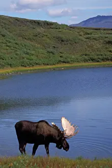 Kettle: moose, Alces alces, bull walking along a