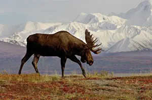 Rack: moose, Alces alces, bulls walking on fall