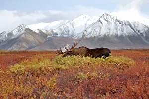 Rack: moose, Alces alces, bulls walking on fall