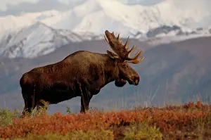Alces: moose, Alces alces, bulls walking on fall