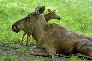 Capreolinae: Moose (Alces alces) cow with a small calf lying