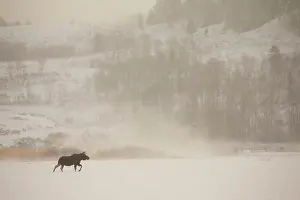 Alces: Moose