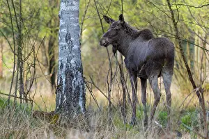 Alces: Moose (Alces alces), Elk, in Birch Forest