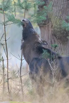 Needles: Moose (Alces alces), Elk, eats pine needles in winter