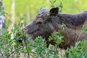 Alces: Moose (Alces alces), Elk, in Forest eats leaves, Springtime