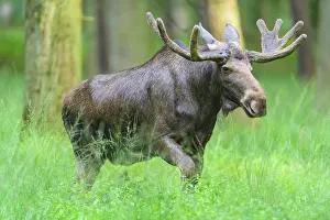 Alces: Moose (Alces alces), Elk, in Forest, Summer