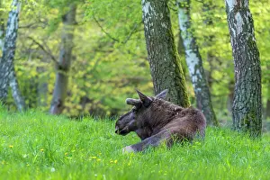 Alces: Moose (Alces alces), Elk, lying in Birch forest springtime