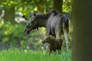 Alces: Moose (Alces alces), Elk, Mother and Calf in forest, Summer