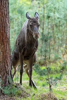 Alces: Moose (Alces alces), Elk, in Pine Forest pees