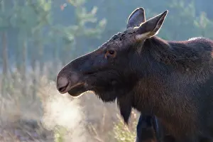 Alces: Moose (Alces alces), Elk, in winter