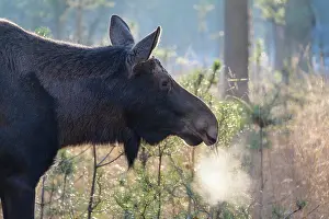 Alces: Moose (Alces alces), Elk, in winter